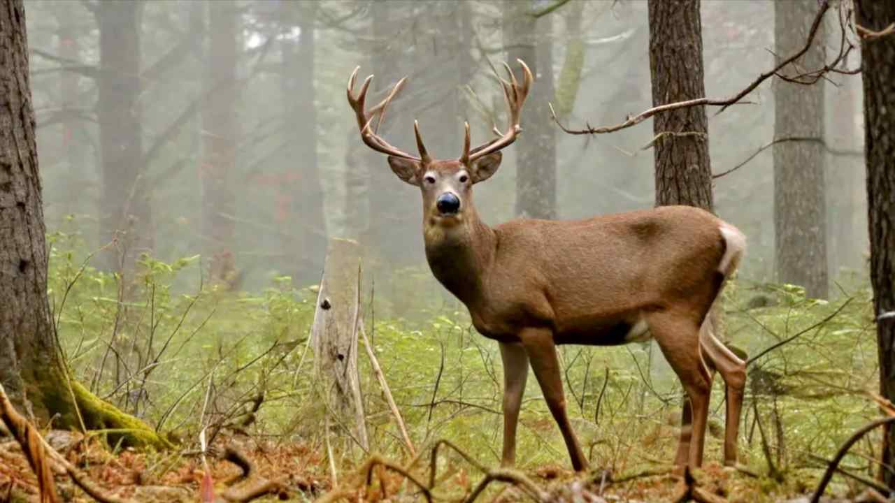 forest in Washington state during early morning light, with a mature white-tailed buck standing alert between tall evergreensforest in Washington state during early morning light, with a mature white-tailed buck standing alert between tall evergreens